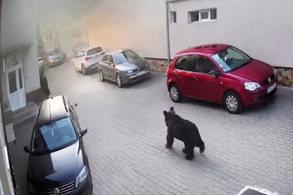Ursul provoaca panica la Mioveni Mai multe localitati din Arges