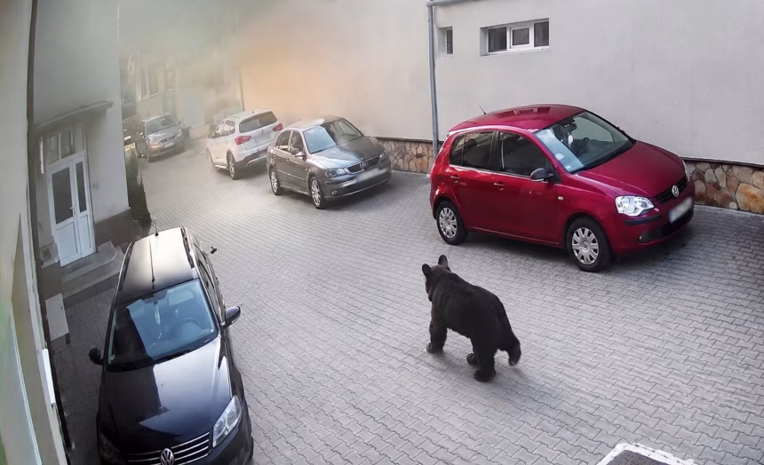 Ursul provoaca panica la Mioveni Mai multe localitati din Arges