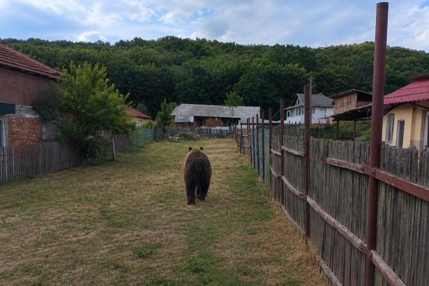 Ziua si ursul in Arges Oameni ingrijorati noi alerte in