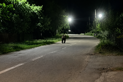 urs pe strada in arges barbat catre urs sefule