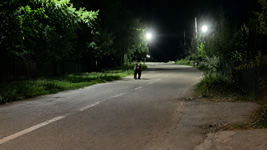 urs pe strada in arges barbat catre urs sefule
