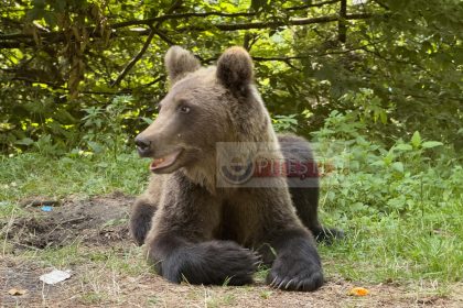 Barbat atacat de un urs in Arges