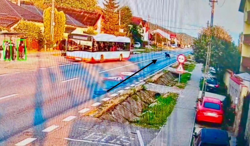 Imagini video infricosatoare Un urs trece strada
