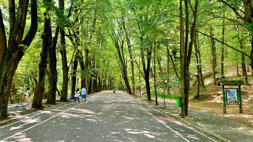 O caprioara a decedat in Parcul Trivale din Pitesti