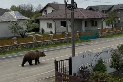 Un urs a provocat haos in Cocu Arges