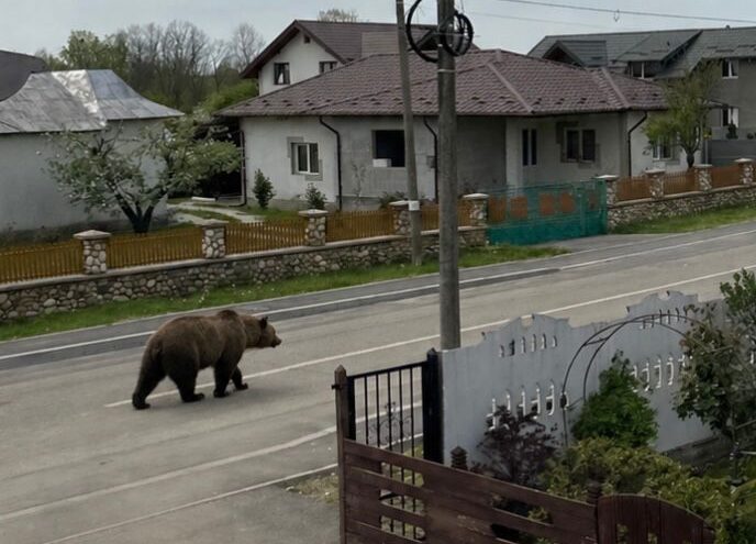 Un urs a provocat haos in Cocu Arges