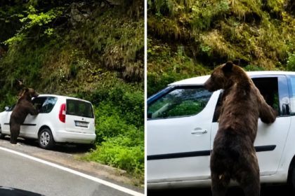 Un urs sparge geamul unei masini la Barajul Vidraru Fotografii