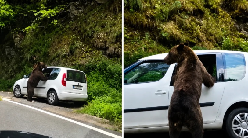 Un urs sparge geamul unei masini la Barajul Vidraru Fotografii