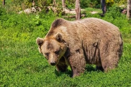 Urs scos din Poiana Brasov dupa ce a incercat sa patrunda