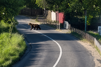 Ursi observati in cinci localitati din Arges ISU a