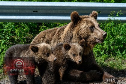 Ursii provoaca din nou panica in Arges Mesaje Ro Alert in doua localitati