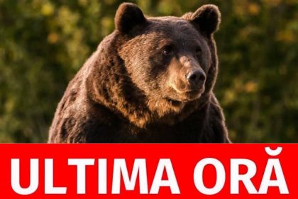 arges alerta de stiri cioban atacat de urs 1
