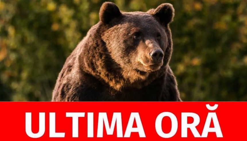 arges alerta de stiri cioban atacat de urs 1