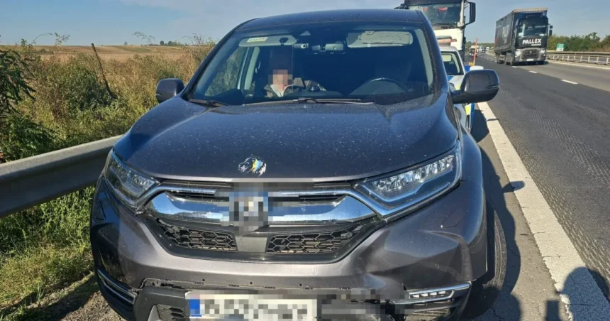 Ce daune auto acoperă asigurarea dacă un animal îți apare în fața mașinii