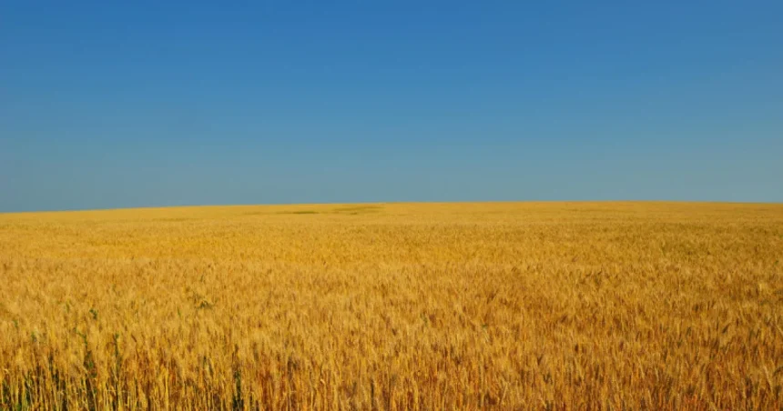 Seceta devastatoare din România afectează grav cultura de grâu