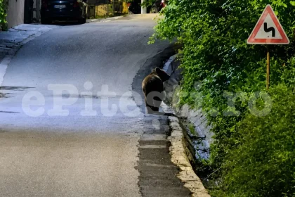 Urșii sperie oamenii! Alertă ziua în Argeș!