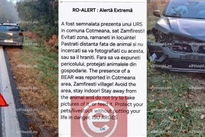 Accident pe DN7 în Argeș: o mașină a lovit un urs