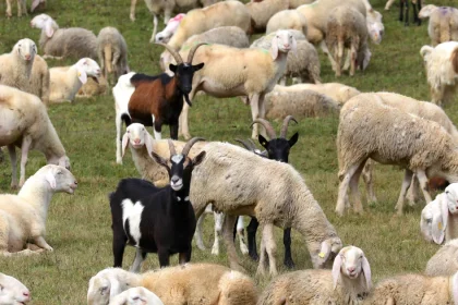 Alertă sanitar-veterinară! Focar de variolă ovină