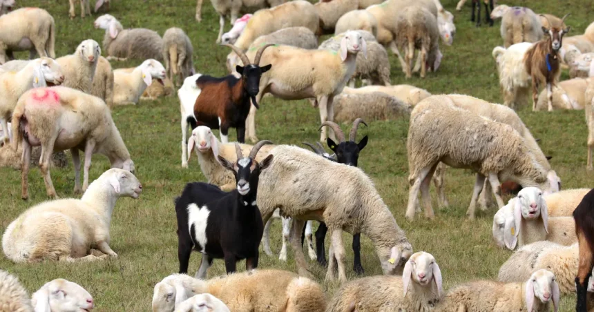 Alertă sanitar-veterinară! Focar de variolă ovină