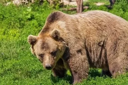 O femeie a fost atacată de un urs în pădure, fiind rănită