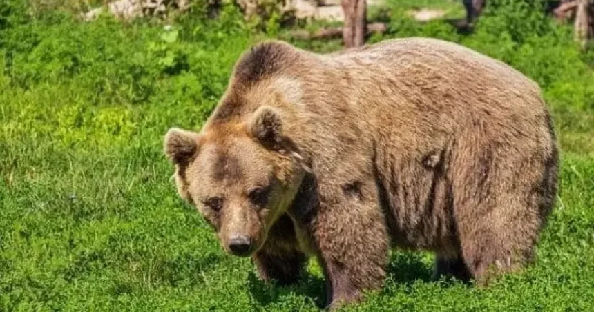 O femeie a fost atacată de un urs în pădure, fiind rănită