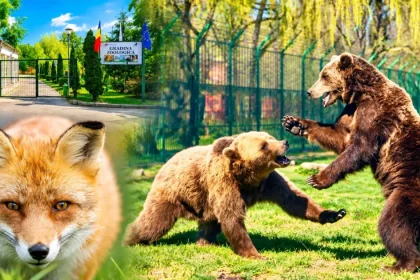 Schimbare importantă la Zoo Pitești! Ce trebuie să știe vizitatorii