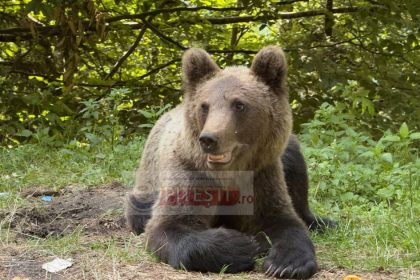 Urși observați în patru localități din Argeș. S-a emis