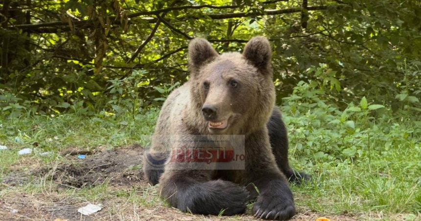 Urși observați în patru localități din Argeș. S-a emis